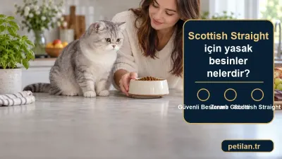 Scottish Straight için yasak besinler nelerdir?