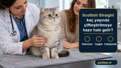 Scottish Straight kaç yaşında çiftleştirilmeye hazır hale gelir?
