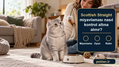 Scottish Straight miyavlaması nasıl kontrol altına alınır?