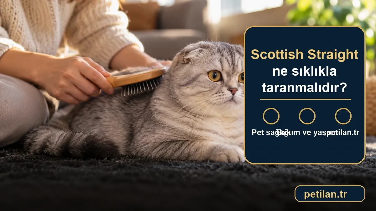 Scottish Straight ne sıklıkla taranmalıdır?