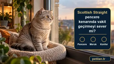 Scottish Straight pencere kenarında vakit geçirmeyi sever mi?