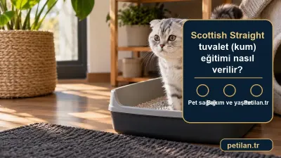 Scottish Straight tuvalet (kum) eğitimi nasıl verilir?