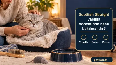 Scottish Straight yaşlılık döneminde nasıl bakılmalıdır?