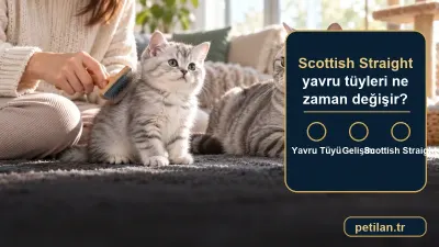 Scottish Straight yavru tüyleri ne zaman değişir?
