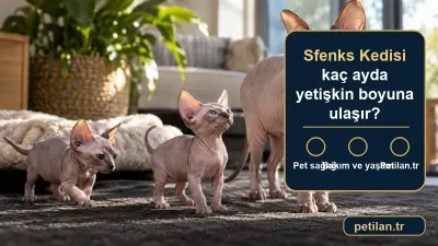 Sfenks Kedisi kaç ayda yetişkin boyuna ulaşır?
