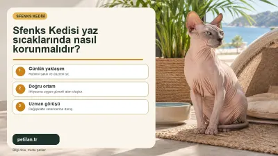Sfenks Kedisi yaz sıcaklarında nasıl korunmalıdır?