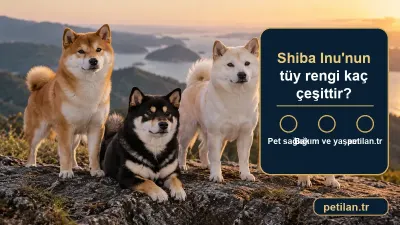 Shiba Inu'nun tüy rengi kaç çeşittir?