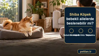 Shiba Köpek bebekli ailelerde beslenebilir mi?