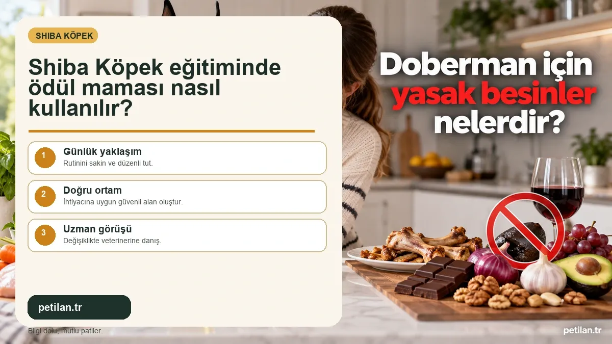 Shiba Köpek eğitiminde ödül maması nasıl kullanılır?