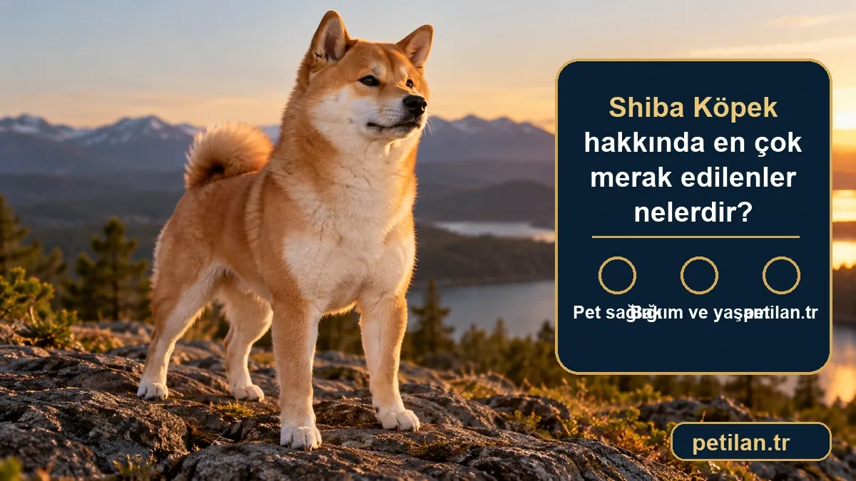 Shiba Köpek hakkında en çok merak edilenler nelerdir?