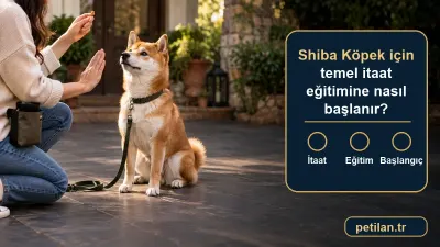 Shiba Köpek için temel itaat eğitimine nasıl başlanır?