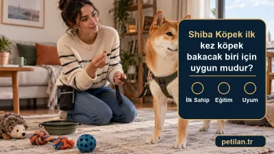 Shiba Köpek ilk kez köpek bakacak biri için uygun mudur?