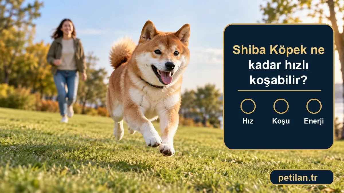 Shiba Köpek ne kadar hızlı koşabilir?
