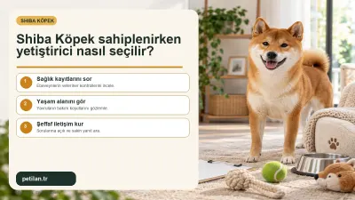 Shiba Köpek sahiplenirken yetiştirici nasıl seçilir?