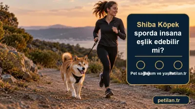 Shiba Köpek sporda insana eşlik edebilir mi?