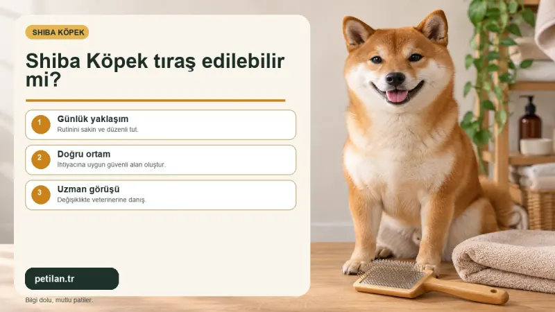 Shiba Köpek tıraş edilebilir mi?