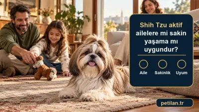 Shih Tzu aktif ailelere mi sakin yaşama mı uygundur?