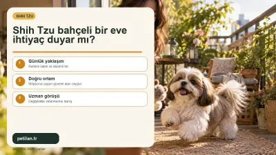 Shih Tzu bahçeli bir eve ihtiyaç duyar mı?