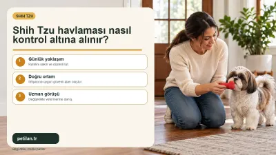 Shih Tzu havlaması nasıl kontrol altına alınır?