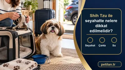 Shih Tzu ile seyahatte nelere dikkat edilmelidir?