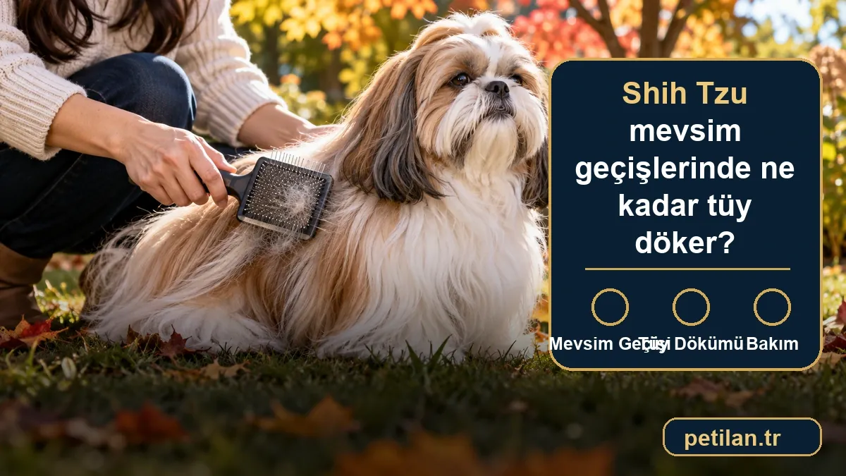 Shih Tzu mevsim geçişlerinde ne kadar tüy döker?