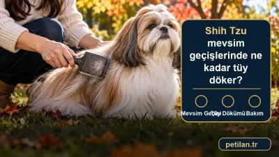 Shih Tzu mevsim geçişlerinde ne kadar tüy döker?
