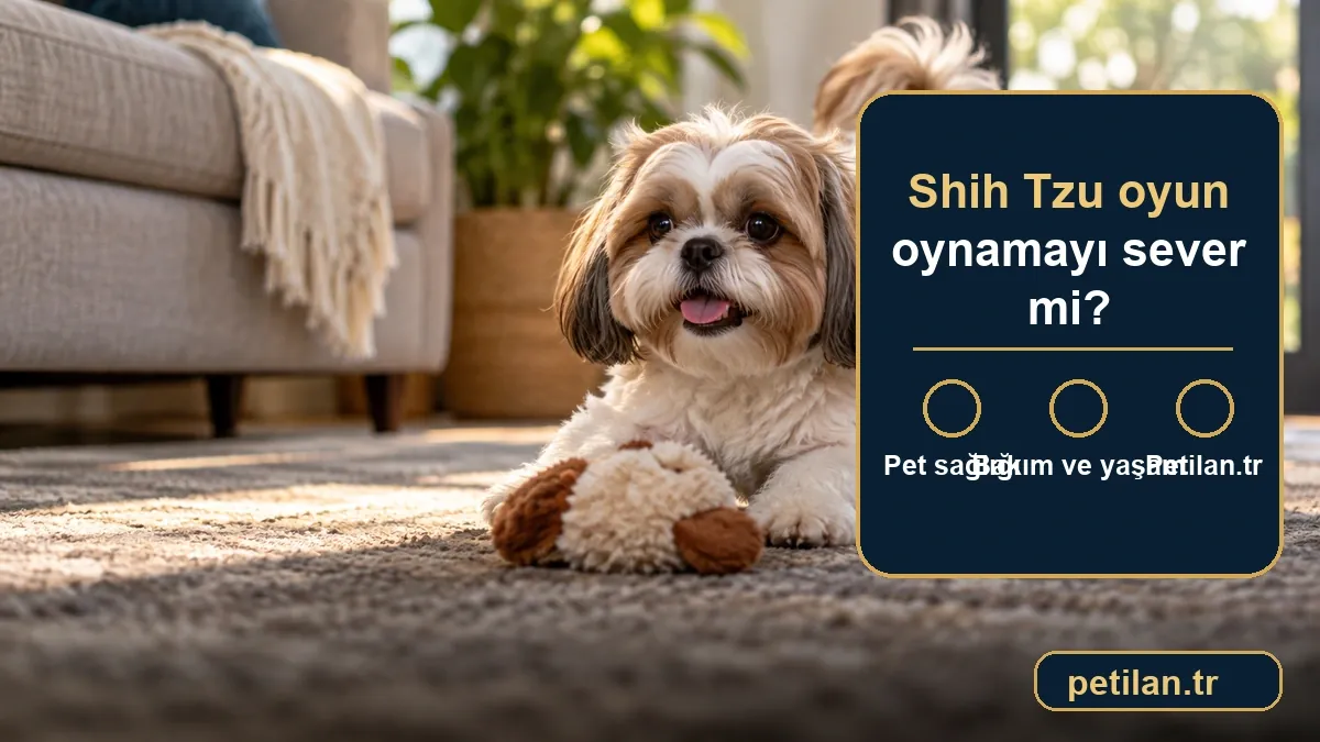 Shih Tzu oyun oynamayı sever mi?