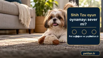 Shih Tzu oyun oynamayı sever mi?