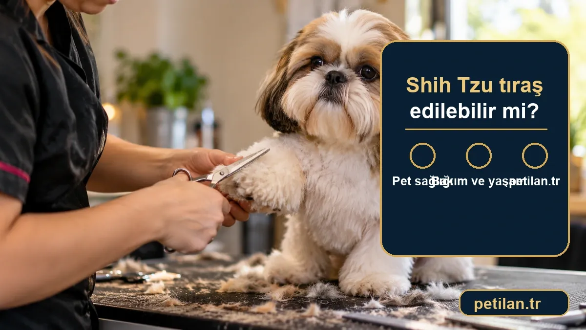 Shih Tzu tıraş edilebilir mi?