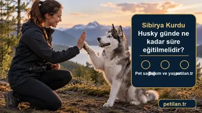 Sibirya Kurdu Husky günde ne kadar süre eğitilmelidir?