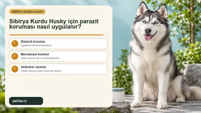 Sibirya Kurdu Husky için parazit koruması nasıl uygulanır?