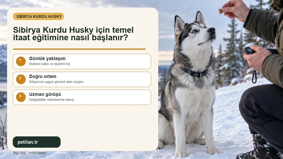 Sibirya Kurdu Husky için temel itaat eğitimine nasıl başlanır?