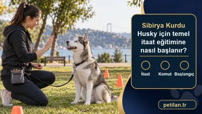 Sibirya Kurdu Husky için temel itaat eğitimine nasıl başlanır?