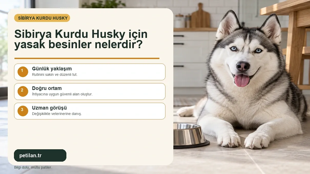 Sibirya Kurdu Husky için yasak besinler nelerdir?