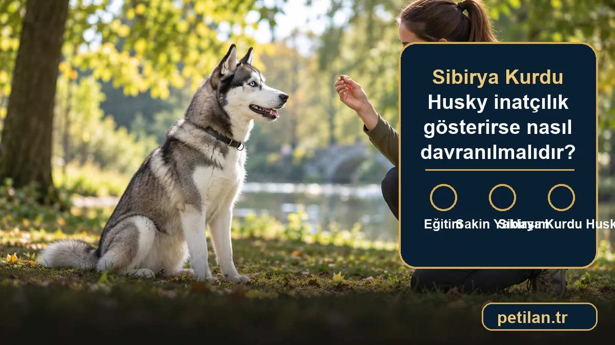 Sibirya Kurdu Husky inatçılık gösterirse nasıl davranılmalıdır?