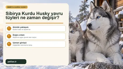 Sibirya Kurdu Husky yavru tüyleri ne zaman değişir?