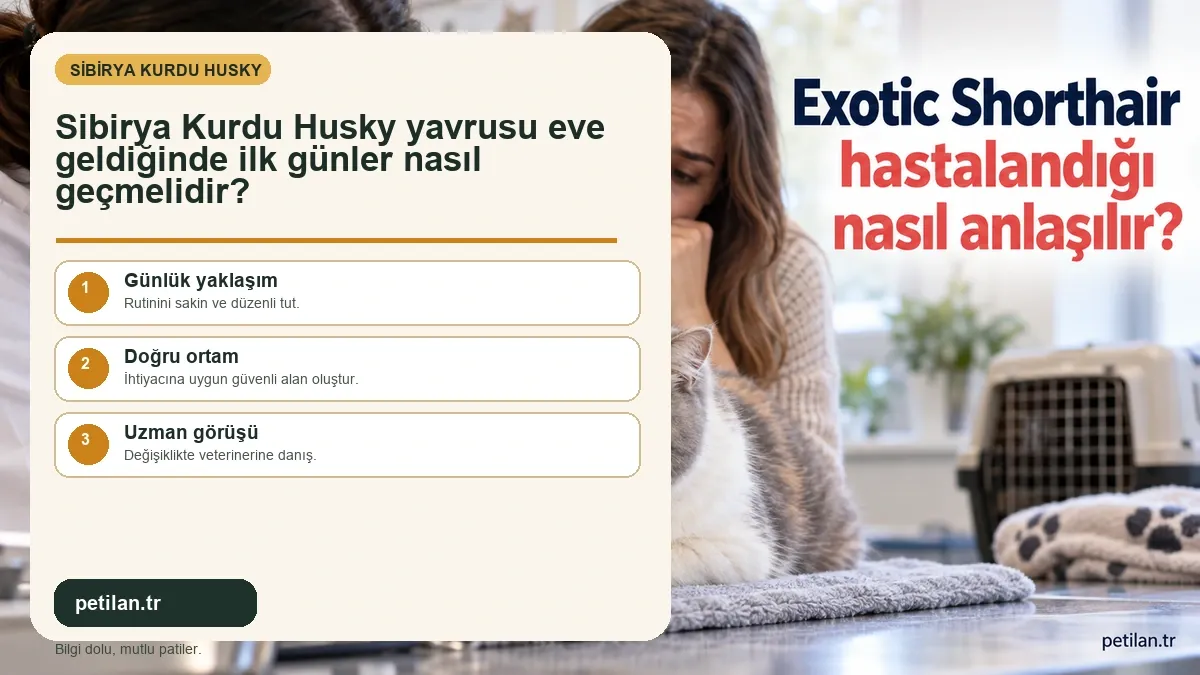 Sibirya Kurdu Husky yavrusu eve geldiğinde ilk günler nasıl geçmelidir?