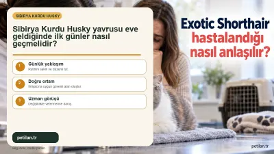 Sibirya Kurdu Husky yavrusu eve geldiğinde ilk günler nasıl geçmelidir?