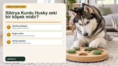 Sibirya Kurdu Husky zeki bir köpek midir?