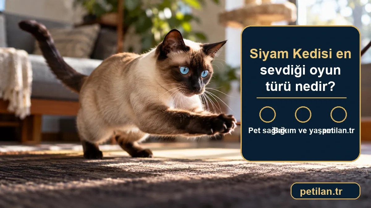 Siyam Kedisi en sevdiği oyun türü nedir?