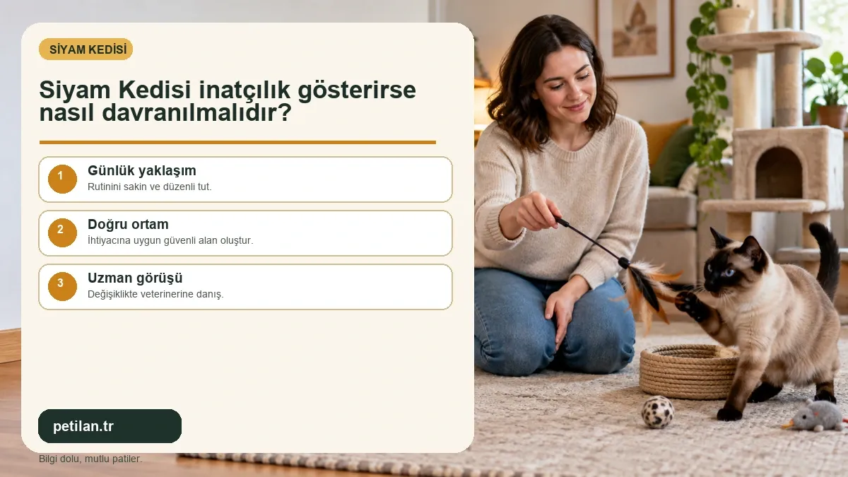 Siyam Kedisi inatçılık gösterirse nasıl davranılmalıdır?