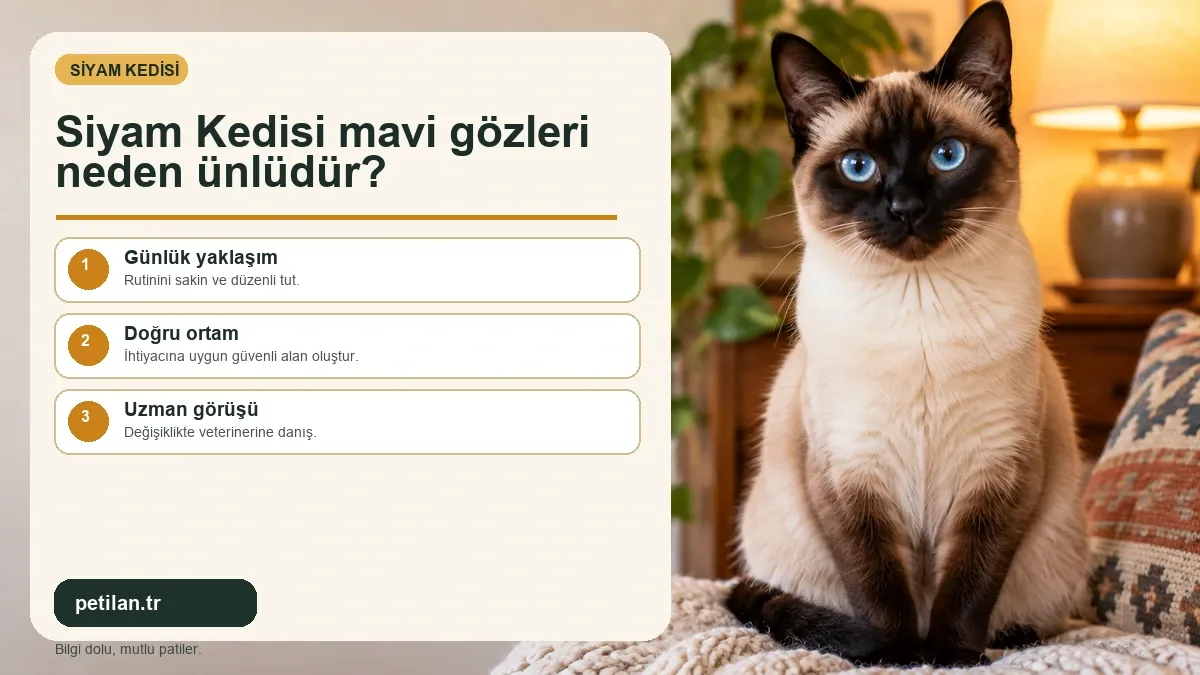 Siyam Kedisi mavi gözleri neden ünlüdür?