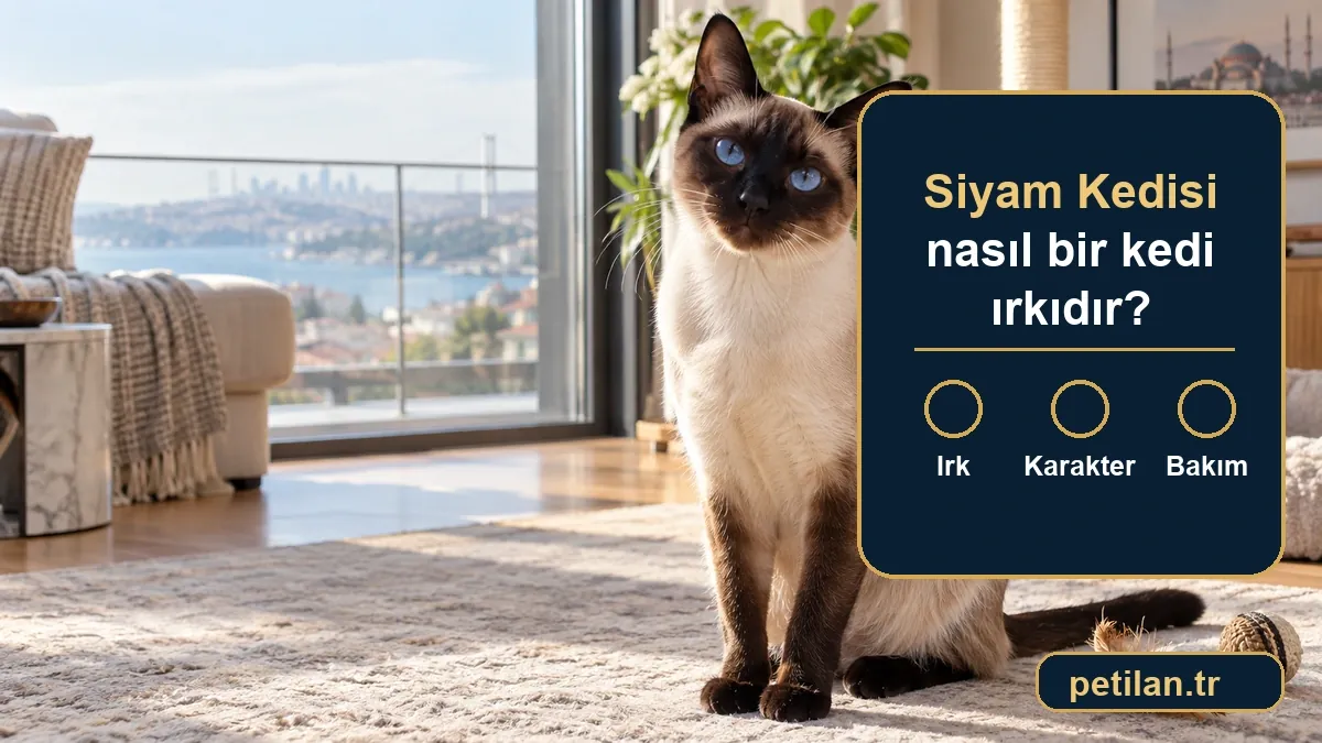 Siyam Kedisi nasıl bir kedi ırkıdır?