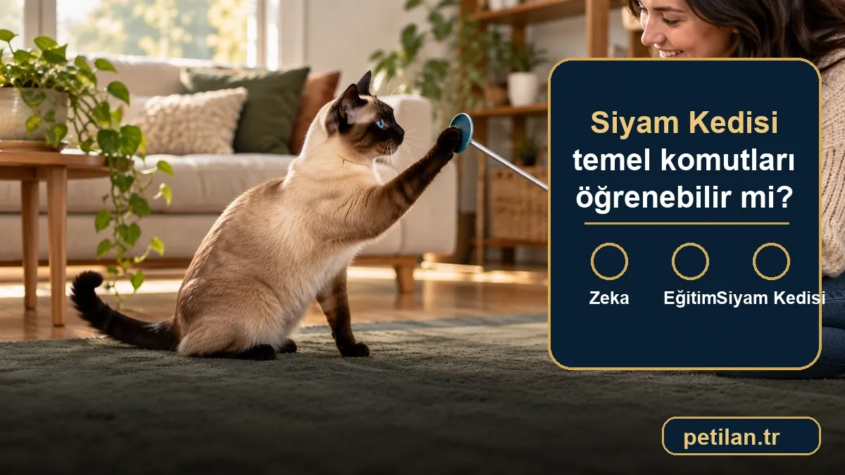 Siyam Kedisi temel komutları öğrenebilir mi?