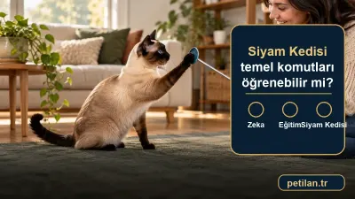 Siyam Kedisi temel komutları öğrenebilir mi?