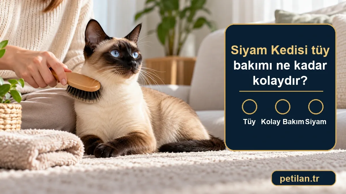 Siyam Kedisi tüy bakımı ne kadar kolaydır?