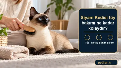 Siyam Kedisi tüy bakımı ne kadar kolaydır?