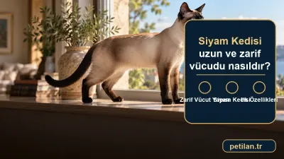 Siyam Kedisi uzun ve zarif vücudu nasıldır?