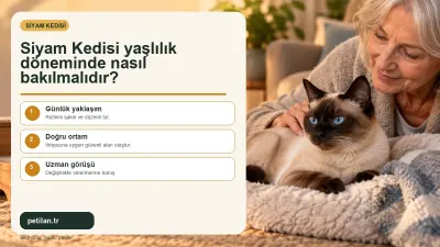 Siyam Kedisi yaşlılık döneminde nasıl bakılmalıdır?