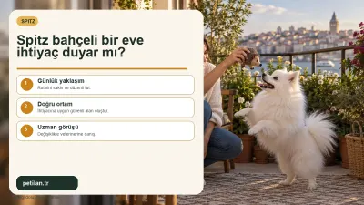 Spitz bahçeli bir eve ihtiyaç duyar mı?